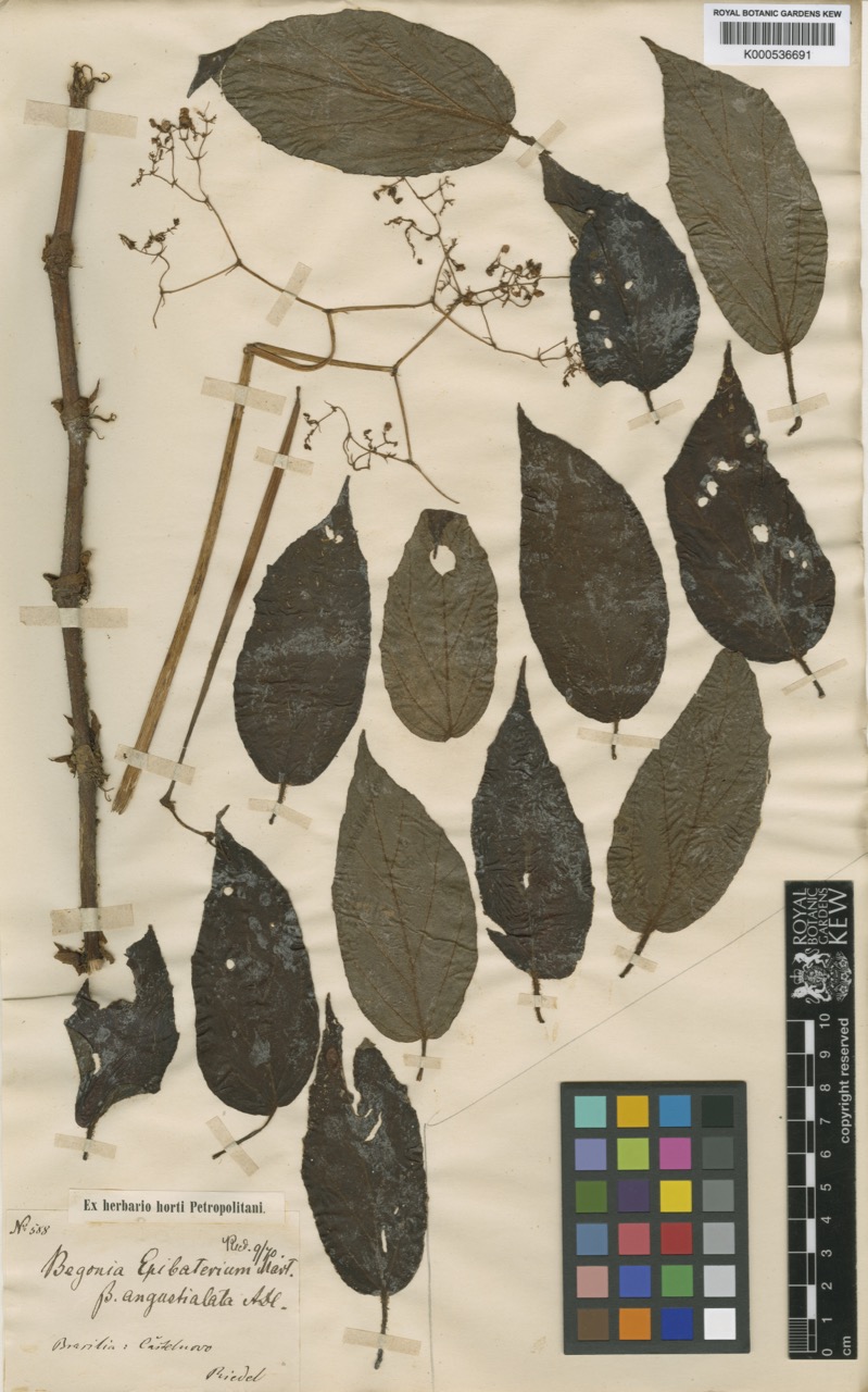 B. epibaterium var. epibaterium